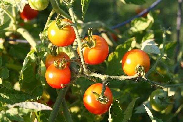 tomatoes-growing-on-vine
